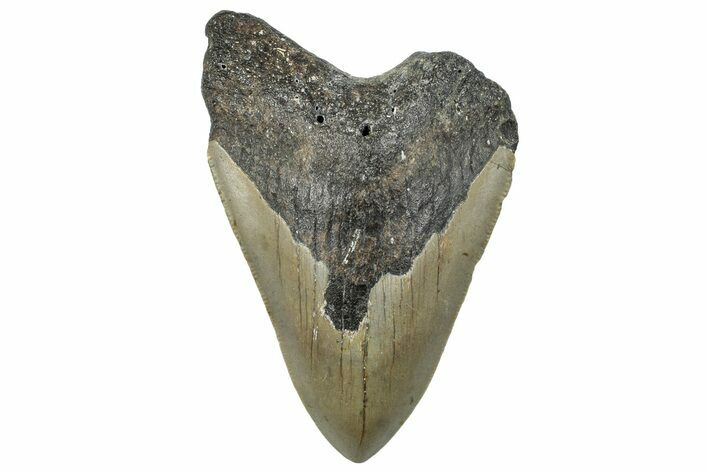 Bargain, Fossil Megalodon Tooth - Serrated Blade #295457